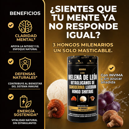 Melena de León + Ganoderma + Shiitake